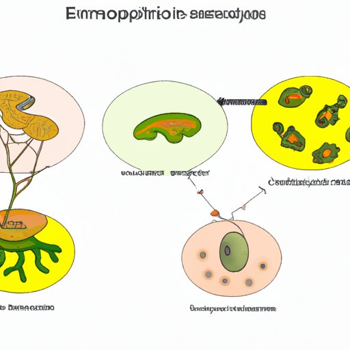 The Endosymbiotic Theory: Exploring the Symbiotic Relationship between Cells