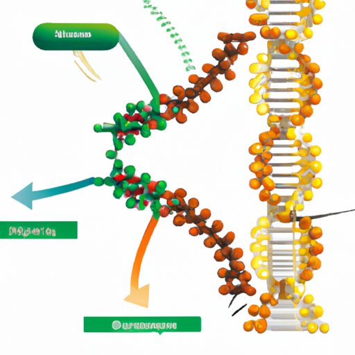 The Function of mRNA: Exploring the Basics and Beyond | A Guide for Beginners