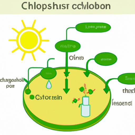 The Function of Chloroplasts: Understanding the Powerhouse of Photosynthesis