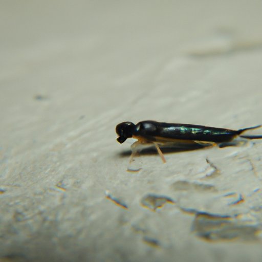 What is the Smallest Animal in the World? Exploring the Tiny World of Animal Kingdom