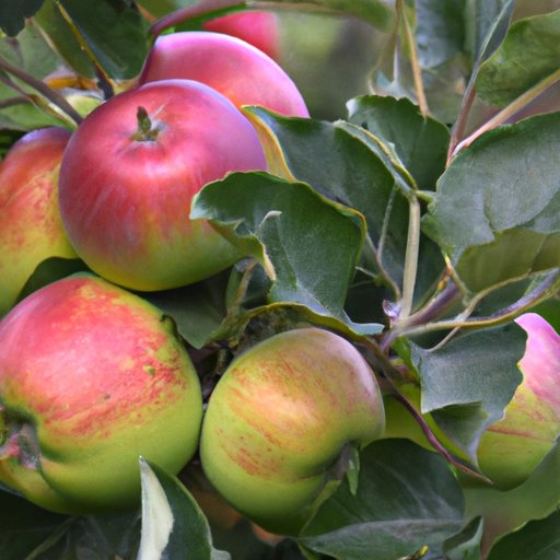 The Sweetest Apple: A Comprehensive Guide to Finding Apples That Satisfy Your Taste