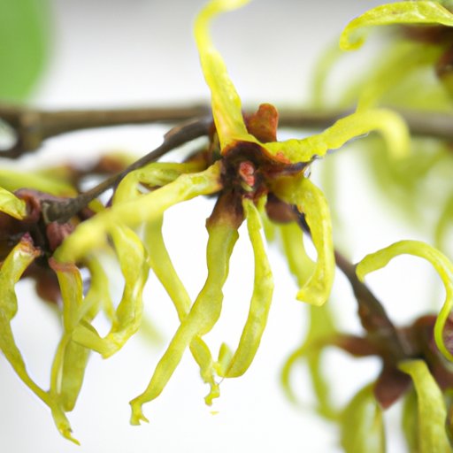 10 Surprising Benefits and Uses of Witch Hazel: Your Ultimate Guide