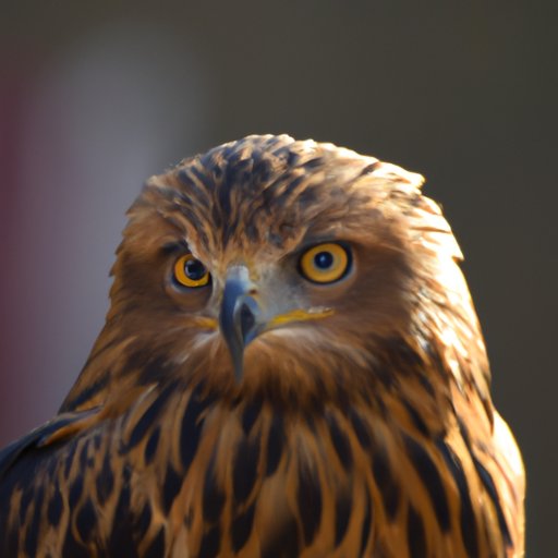 The Eagle: A Visual Predator with Exceptional Eyesight