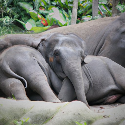 The Top 10 Animals with the Longest Pregnancies: A Biological and Behavioral Exploration