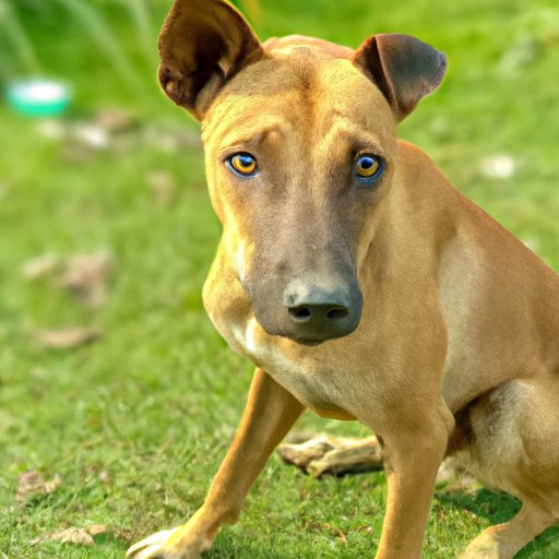 The Smartest Animal: A Comprehensive Analysis of Animal Intelligence