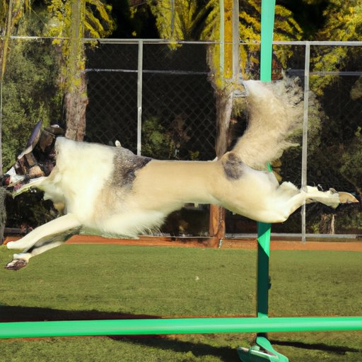 The Ultimate Guide to Animals and Jumping: From Therapy to Survival