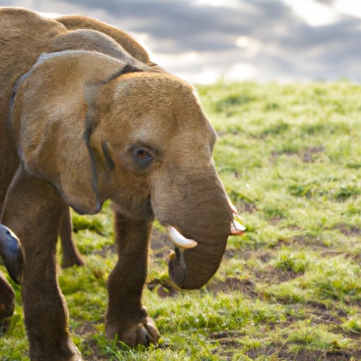 The Fascinating World of Elephants: From Adapting to Their Environment to Conservation Efforts