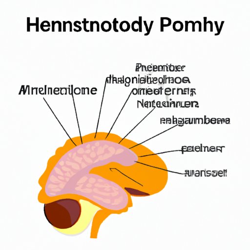 The Anterior Pituitary Hormone That Doesn’t Target Other Endocrine Glands: Understanding Its Role in the Body