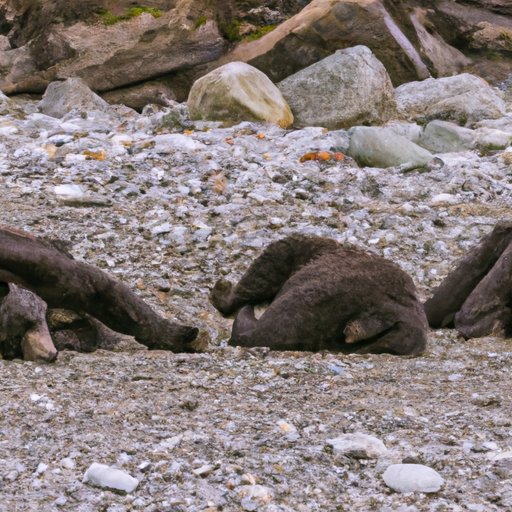 Which Bear Do You Play Dead? – A Guide to Surviving Bear Encounters