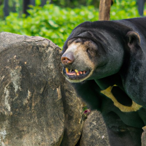 Which Bear is the Best? A Ranking and Analysis of Five Species