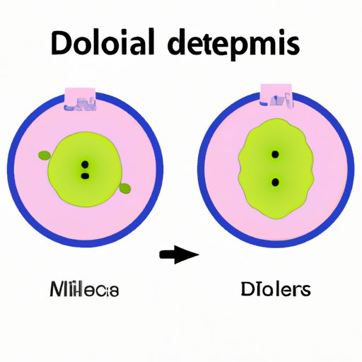 Exploring the Unique Features of Diploid Cells During Meiosis