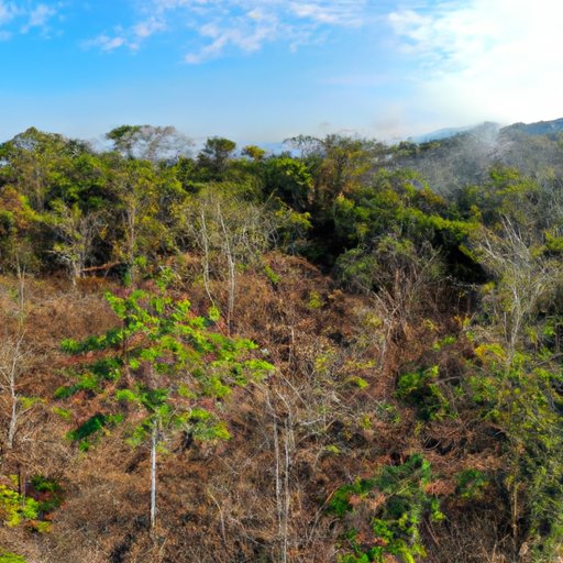 The Incredible Effects of Reforestation on Land: Greening the Globe and Restoring Our Planet