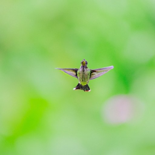 Exploring the Unconventional Backward Flying Ability of Hummingbirds