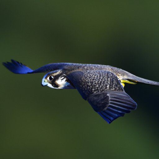 Which Bird Flies the Fastest: Debunking Myths and Revealing the Truth