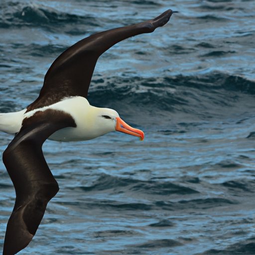 The Largest Wingspan in the World of Birds: Top 5 Birds, Fascinating Facts and Preservation