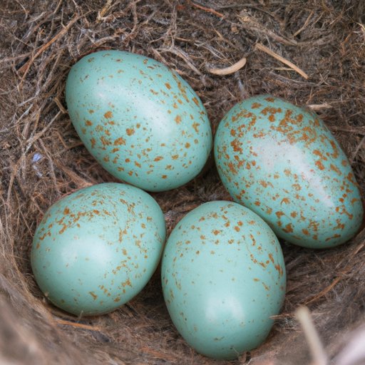 Which Bird Lays Blue Eggs: A Study of Six Species and More