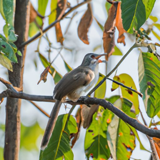 Which Birds Sing at Night: Top Species and Characteristics