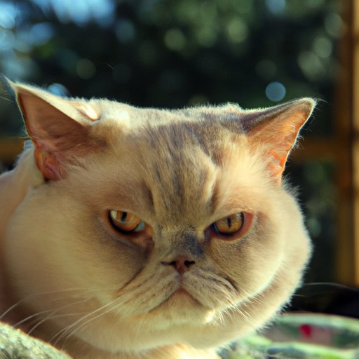 The Top 5 Cat Breeds That Shed The Least: A Guide for Allergic Owners