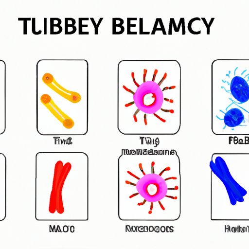 The Cells Behind Antibody Production: Unraveling the Mystery