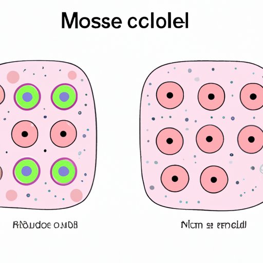 Exploring which Cell Type is Produced by Mitosis