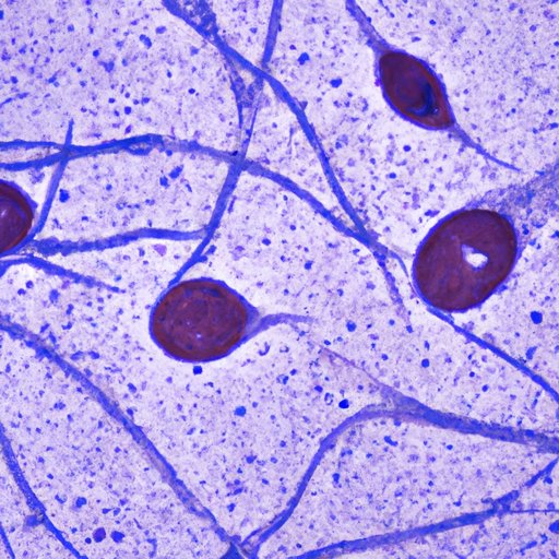 The Cells That Form Myelin in the Spinal Cord: A Comprehensive Guide