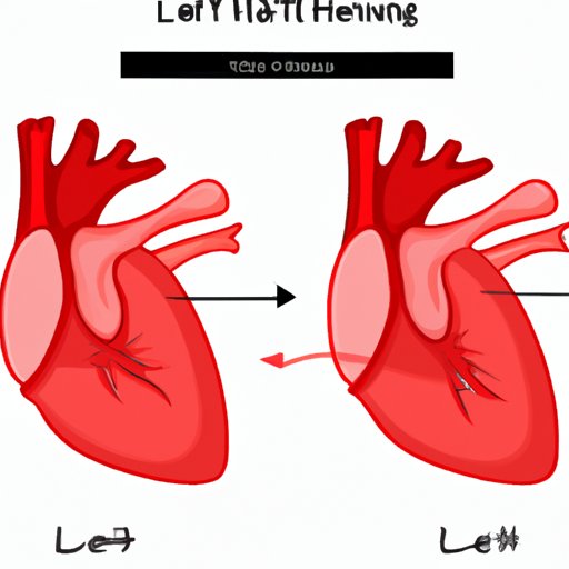 The Left Ventricle: The Most Muscular Chamber of the Heart