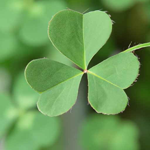Which Clover is Lucky: A Comprehensive Guide