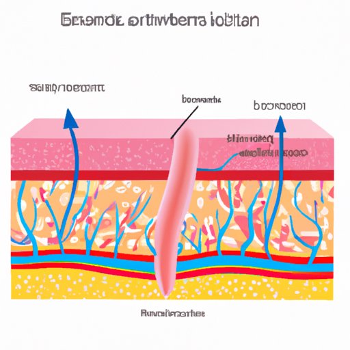 Components of Skin Barrier Function: Understanding the Essential Role of Epidermis and Other Components