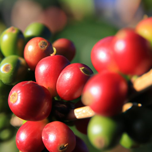 The Top 5 Coffee Producers in the World: Which Country Takes the Crown?