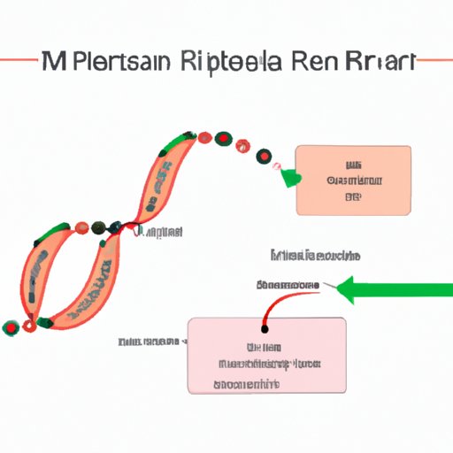 The Crucial Role of mRNA in Cellular Processes: A Comprehensive Guide