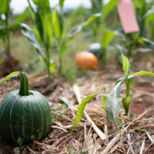 Tenant Farming: The Lives, Struggles, and Impact on Agriculture in America