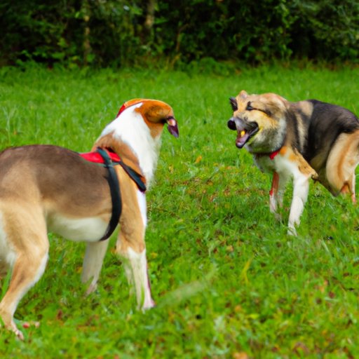 Which Breeds of Dogs Attack Their Owners? Understanding Dog Behavior and Preventing Attacks