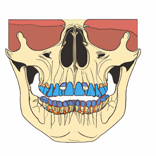 The Facial Bones that Form the Roof of the Mouth: Key Players and Unveiled Secrets