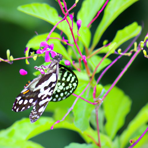 Butterfly Gardens: Flowers That Attract Butterflies