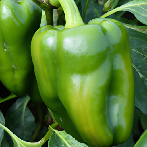 The Ultimate Guide to Sweet Green Peppers: Varieties, Recipes and Tips