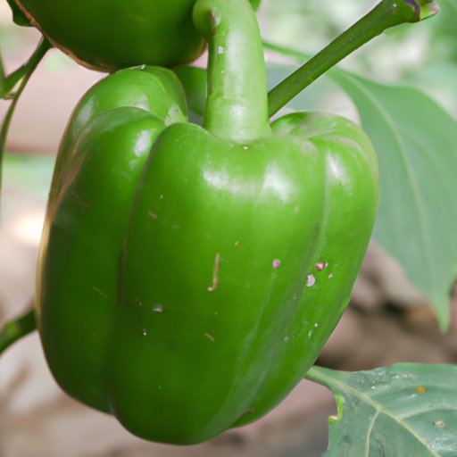 The Comprehensive Guide to Sweet Green Peppers: Which Ones Are the Sweetest?