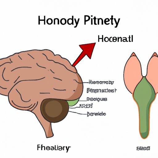 The Master Gland: An In-Depth Look at the Hormones Produced by the Pituitary Gland