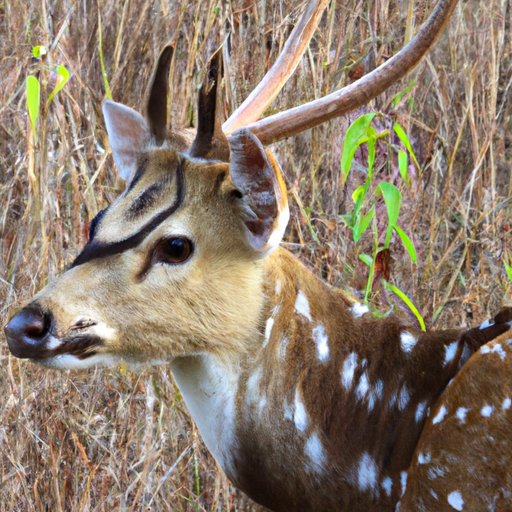 Identifying Game: Understanding Wildlife Characteristics