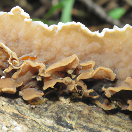 Understanding Fungi: Exploring Characteristics That Are Not Present