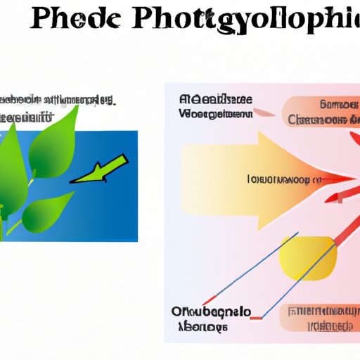 The Importance of Chlorophyll in Photosynthesis: Understanding the Main Light Absorbing Pigment