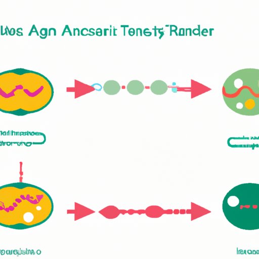 The Vital Role of Transfer RNA in Protein Synthesis: Understanding Its Purpose and Function