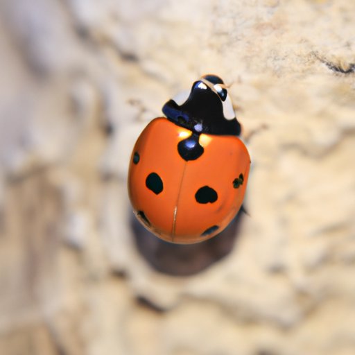The Poisonous Ladybug: Which Species to Beware Of