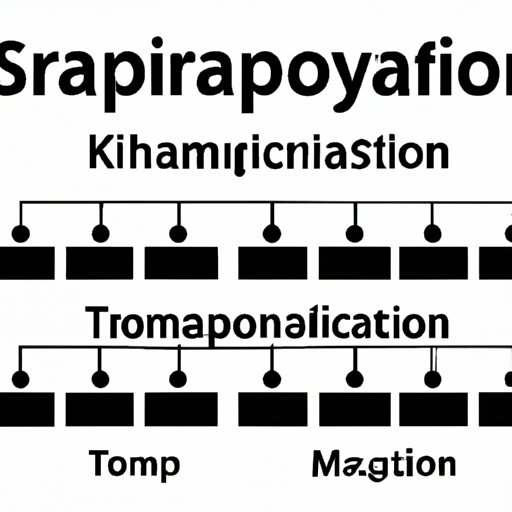 Unlocking the Hierarchy of Classification: Understanding the Top Level of Taxonomy