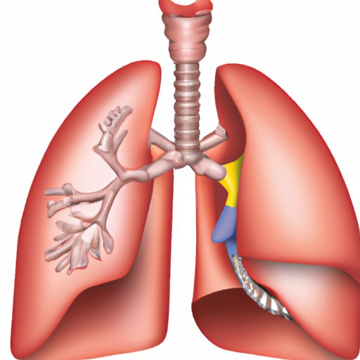 The Mystery of the Lung Lobes: Understanding Why the Right Lung Has Three and the Left Has Only Two