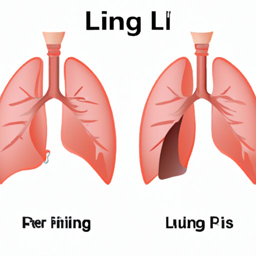 Which Lung is Smaller? Understanding the Anatomy, Function and Health Implications