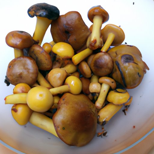 Exploring Which Mushrooms Are Edible: From Identification to Preparation