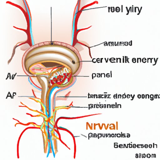 Understanding Antral Innervation: Which Nerve Innervates the Antrum?