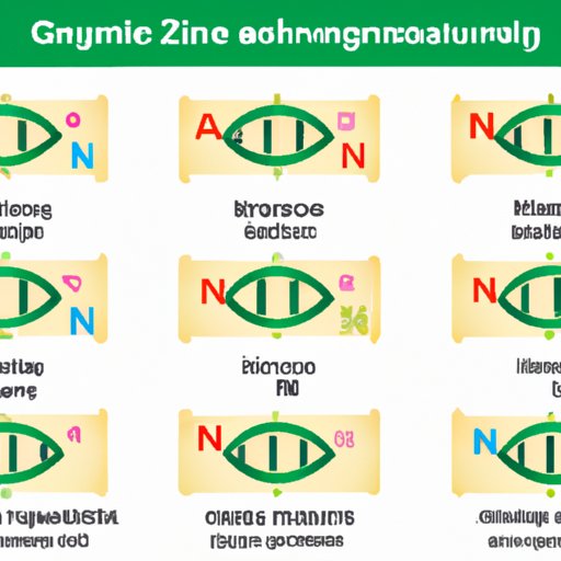 Exploring Which Nitrogenous Bases are Found in DNA: A Comprehensive Guide