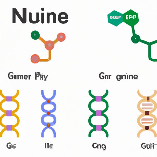 Purines: Understanding the Two Nitrogenous Bases that are Essential to DNA Structure and Function