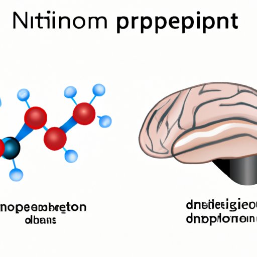 Understanding the Release of Neurotransmitter Molecules: Implications for Health and Disease